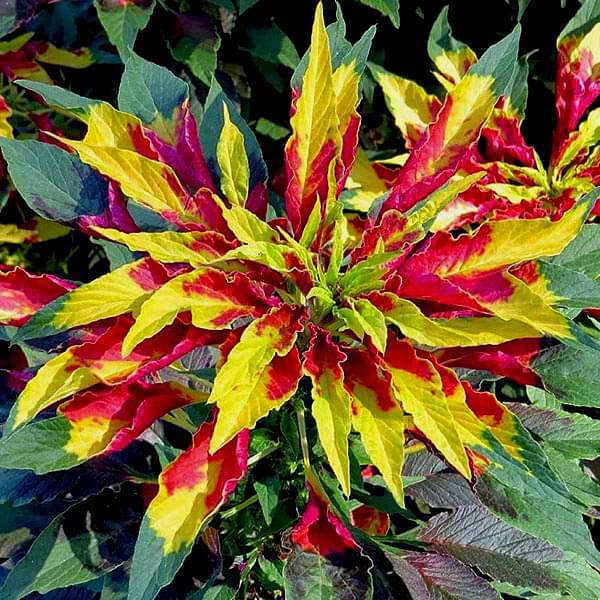 Amaranthus Tricolour Mixed Color Desi Flower Seeds